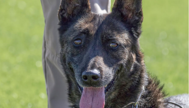 Desert Dog Police K9 Trials & Public Safety Expo