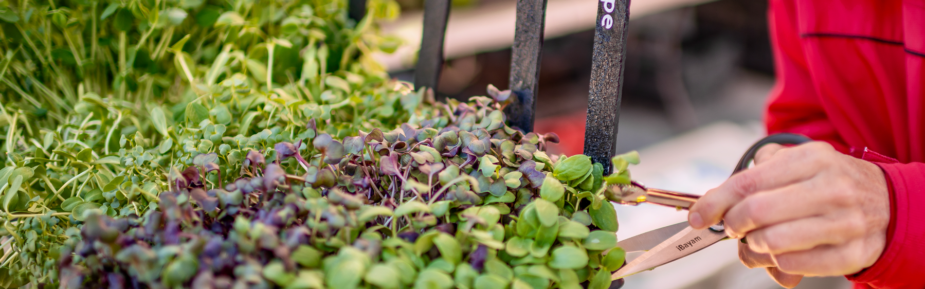 More About Old Town Scottsdale Events Old Town Scottsdale Farmers Market more-about-old-town-scottsdale-events-old-town-scottsdale-farmers-market