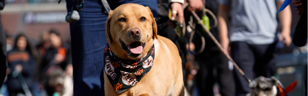 Dog Days of Spring Training | Old Town Scottsdale Events