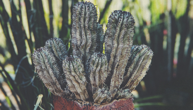 Plants for the Arizona Desert