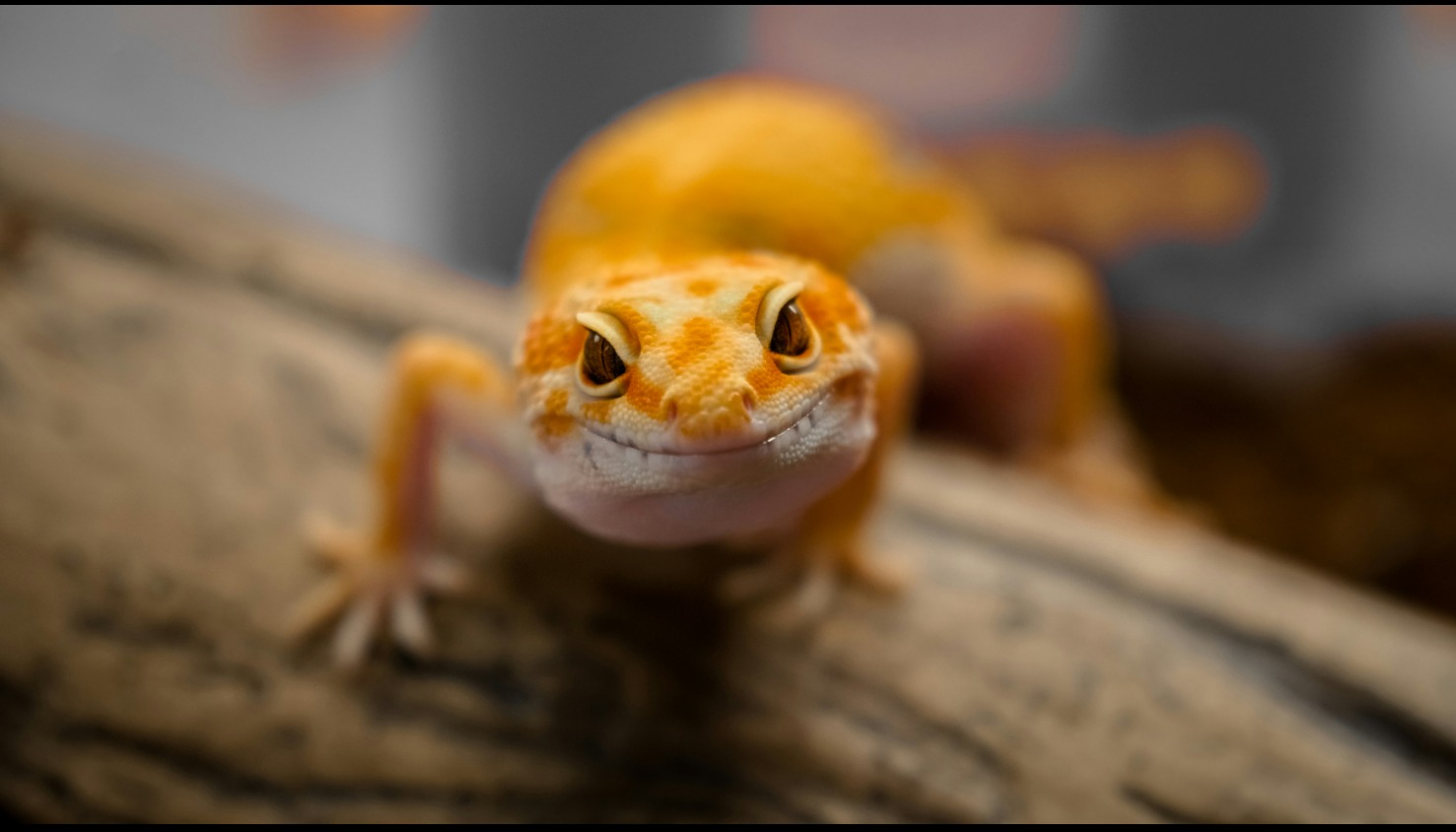 Rockin' Reptile Crafts
