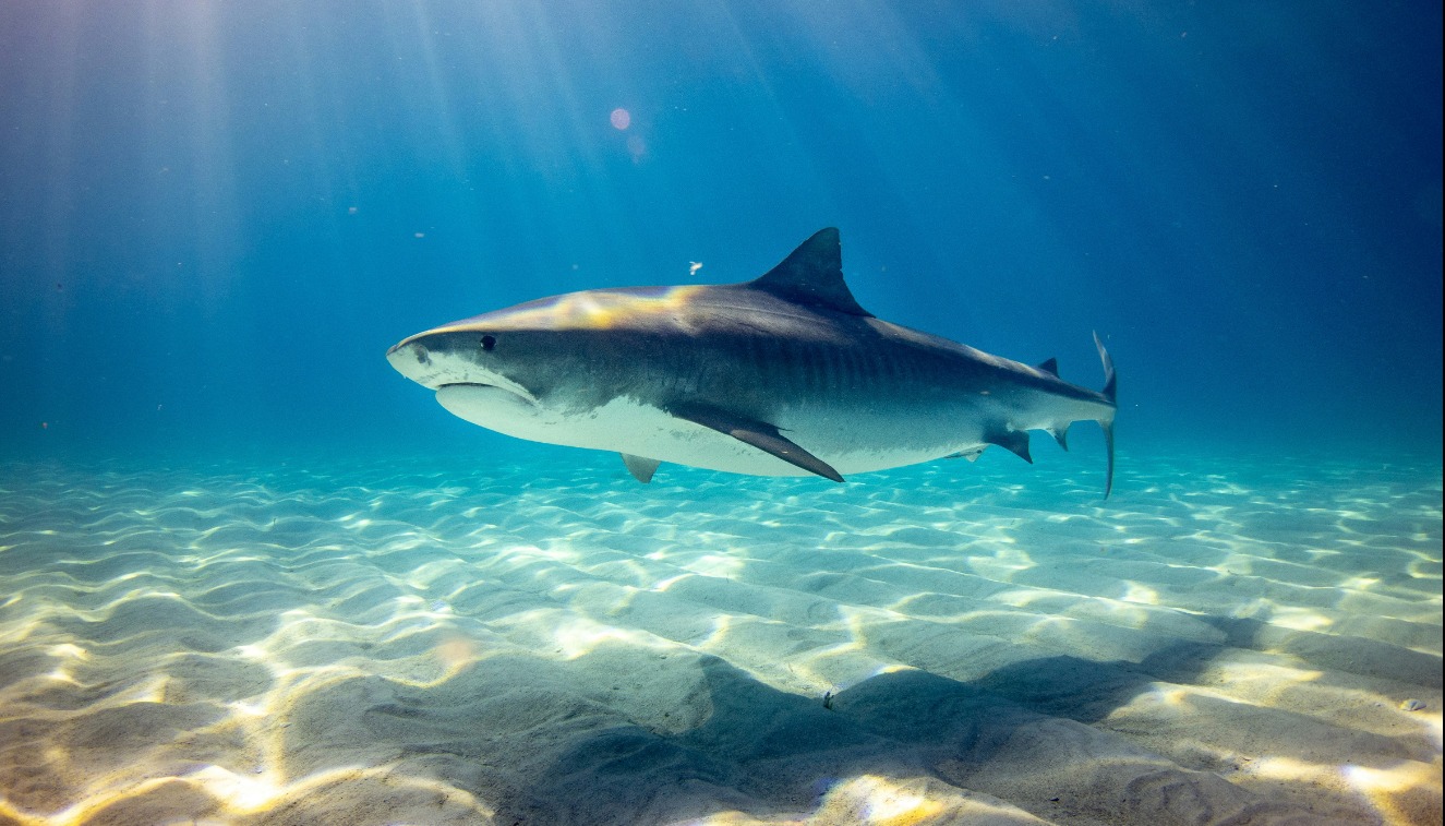 Shark Party